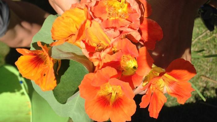 Nasturtiums, edible flowers, harvested from the WTTW garden.
