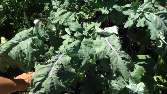 Red Russian kale wilts in the heat.