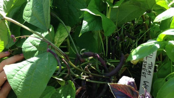 Tri-color bush beans growing in the WTTW garden.