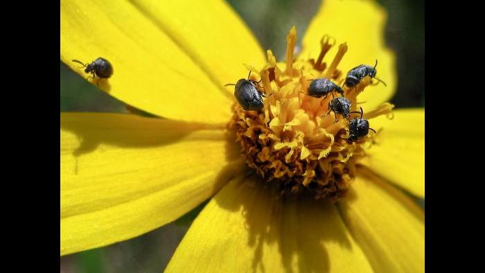 Acanthoscelides calvus (Photo by Laura Rericha)