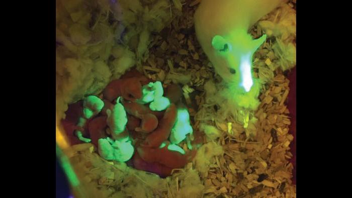The male mouse that was created from the original bioprosthetic ovary transplant was able to mate with a non-green mother, and father a litter of mixed (green and not-green) pups. (Credit: Northwestern University)