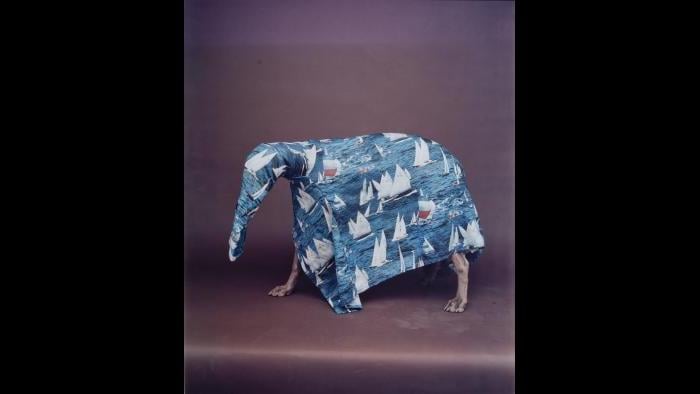 William Wegman, Caribbean Ant Eater, 1988