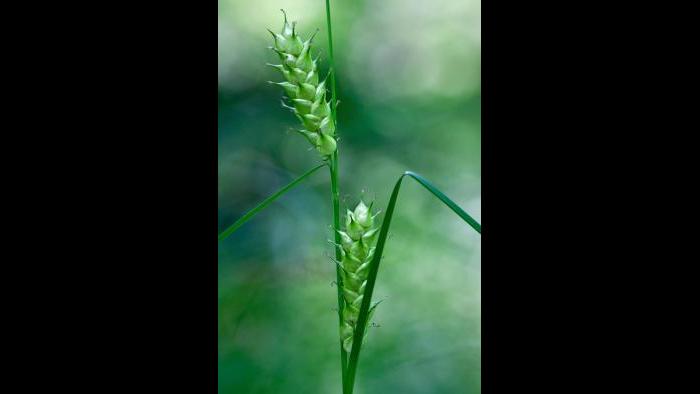 Carex tuckermanii (Photo by Laura Rericha)