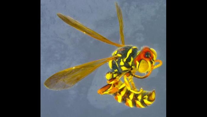 Cerceris graphica (Photo by Laura Rericha)