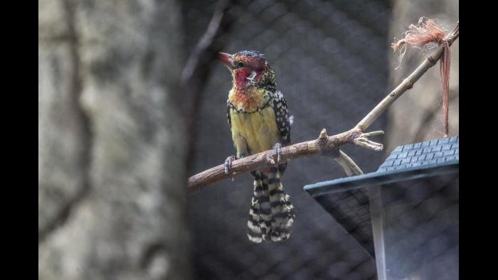 (Courtesy of Lincoln Park Zoo)