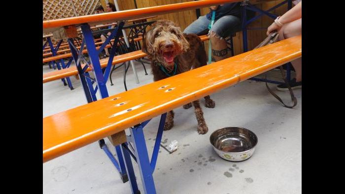 Nola, a labradoodle. (Erica Gunderson / WTTW News)
