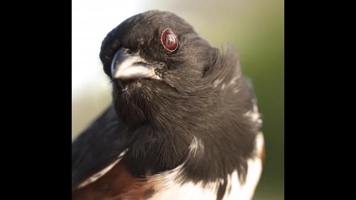 Eastern towhee (Photo by Laura Rericha)