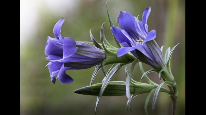 Gentiana puberulenta (Photo by Laura Rericha)