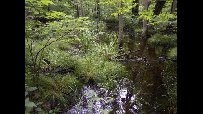 Hydromesophytic swamp forest (Photo by Laura Rericha)