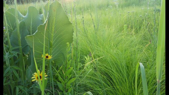 Mesic, fine-textured soil prairie (Photo by Laura Rericha)