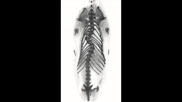 3-D volume rendering of a sea lion. (Courtesy of Chicago Zoological Society)