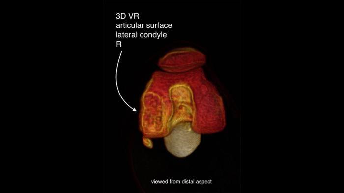 3-D volume rendering of a snow leopard's knee. (Courtesy of Chicago Zoological Society)