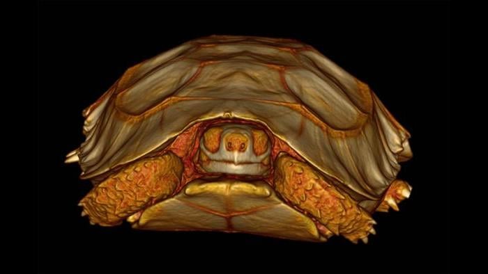 3-D volume rendering of a tortoise. (Courtesy of Chicago Zoological Society)