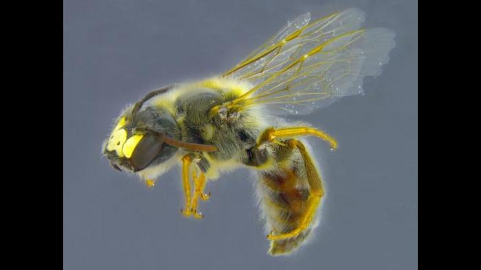 Andrena accepta (Photo by Laura Rericha)