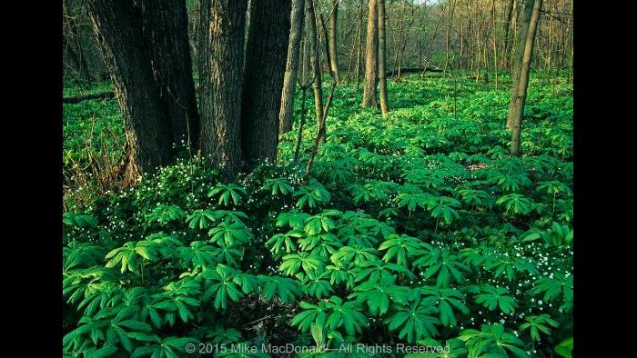 In woodlands across northeastern Illinois, like here at Black Partridge Woods in Lemont, April showers bring out the umbrellas in the form of mayapples. Copyright 2015 Mike MacDonald. All Rights Reserved.