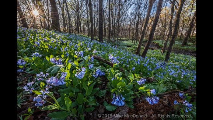 At O'Hara Woods in Romeoville, the April sun rises to warm the springtime woodland brimming with Virginia bluebells. Copyright 2016 Mike MacDonald. All Rights Reserved.