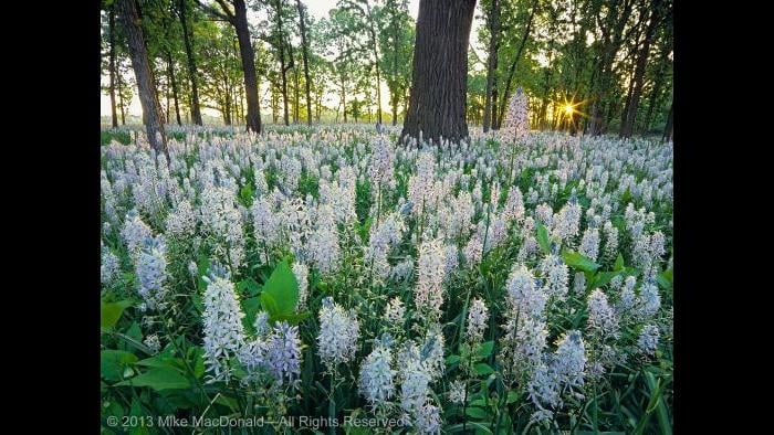 Each May, wild hyacinths bloom in woodlands and oak savannas across the Chicago region including, here, at Wolf Road Prairie in Westchester. Copyright 2013 Mike MacDonald. All Rights Reserved.