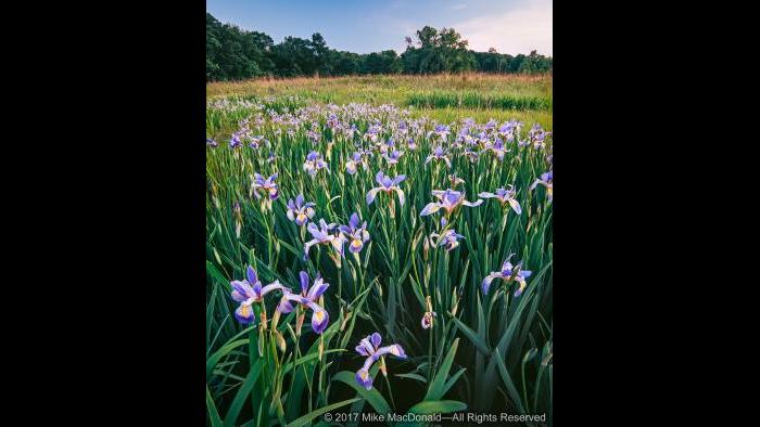 A phalanx of bue flag iris loomd above the spring wetland at Somme Prairie Grove in Northbrook. Copyright 2017 Mike MacDonald. All Rights Reserved.