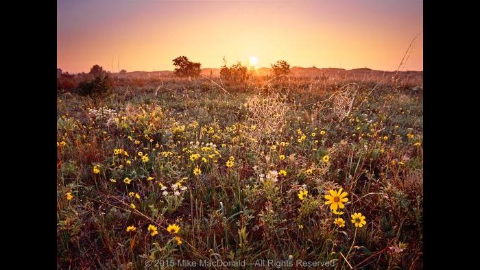 On this spring morning in the sand prairie at Illinois Beach Nature Preserve in Zion, dew covered the spider webs and the blooms of yellow sand coreopsis and pearlyNew Jersey tea. Copyright 2015 Mike MacDonald. All Rights Reserved.