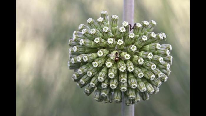 Asclepias viridiflora (Photo by Laura Rericha)