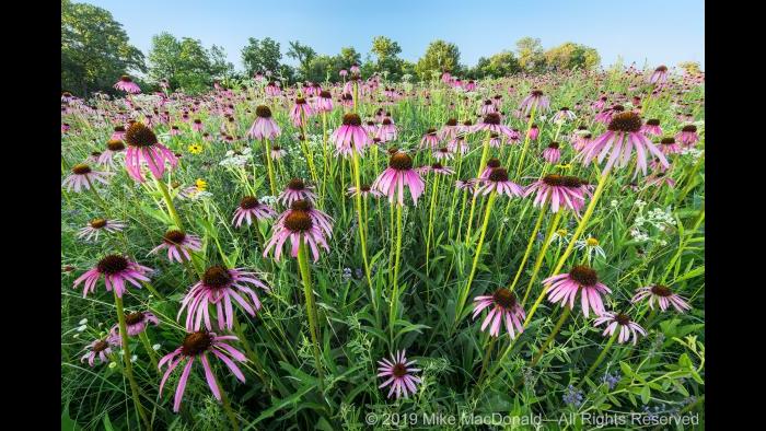 At Belmont Prairie in Downers Grove, June brings a profusion of pale purple coneflower to this rare remnant prairie. Copyright 2019 Mike MacDonald. All Rights Reserved.