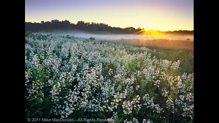 At Bluff Spring Fen in Elgin, pearl blossoms of foxglove beardtongue catch the morning rays and a new day awakens—one as splendid and picturesque as any place on Earth. Copyright 2011 Mike MacDonald. All Rights Reserved.