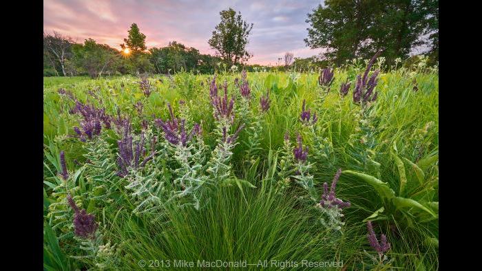 It was a very dry year in Chicago and, here, at Somme Prairie Grove in Northbook. Yet you wouldn’t know it from looking at this scene. The purple plant in this panorama is leadplant, which can search for water 15 feet below the arid surface. Other drought-tolerant species seen here include prairie dropseed and wild quinine, in the front; and farther out, prairie dock, compass plant, and rattlesnake master. Copyright 2013 Mike MacDonald. All Rights Reserved.