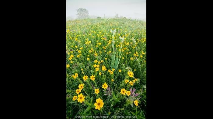 Atop this hill prairie at Shoe Factory Road Prairie, deep-rooted leadplants combine with the happy yellow faces of coreopsis as they shine through the dissipating fog. Copyright 2015 Mike MacDonald. All Rights Reserved.