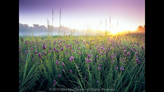There’s hardly a dull moment in Bluff Spring Fen’s prairie. Just as blooms of leadplant and coreopsis fade, purple prairie clover rises to take their place. Copyright 2015 Mike MacDonald. All Rights Reserved.