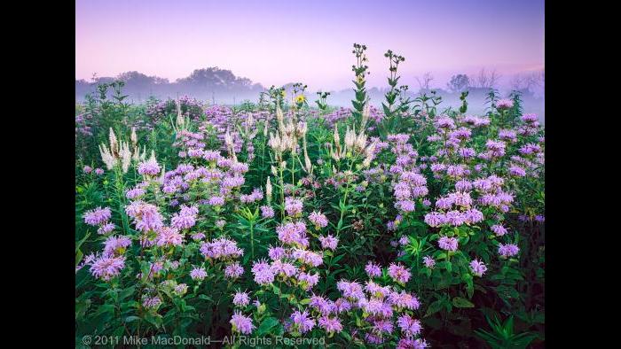 At Wolf Road Prairie in July,the  wildflowers of wild bergamot and Culver's root combine to resemble a fireworks display. Copyright 2011 Mike MacDonald. All Rights Reserved.