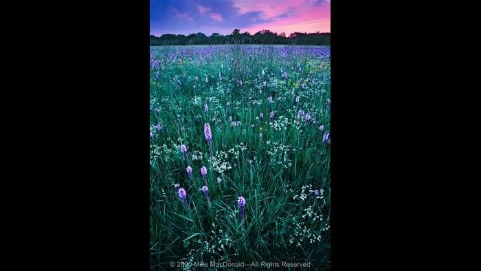 Gensburg-Markham Prairie is famous for its late July fanfare, when the fields ignite with white sparks of flowering spurge and purple torches of marsh blazing star. Copyright 2000 Mike MacDonald. All Rights Reserved.