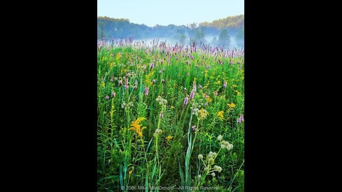 In July at Spears Woods in Willow Springs, all kinds of flowers bloom in its prairies. Copyright 2006 Mike MacDonald. All Rights Reserved.