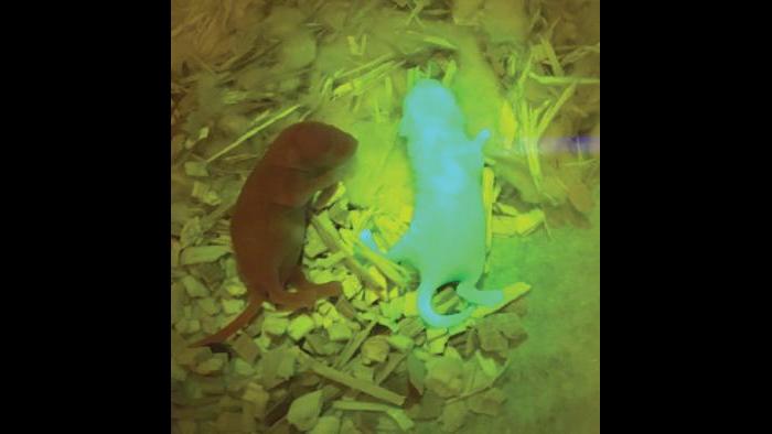 A control mouse pup (left) lays next to a green pup (right) that was created from eggs that ovulated from the bioprosthetic ovary. (Credit: Northwestern University)