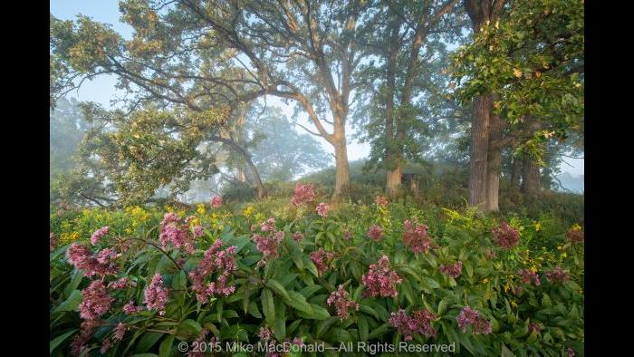 In August at Bluff Spring Fen in Elgin, soft sunlight, diffused by morning mist, filters across the preserve. Gathered at the base of the kame, fire-resistant bur oaks hover above a colorful caboodle of Joe-Pye weed and tall goldenrod. Copyright 2015 Mike MacDonald. All Rights Reserved.