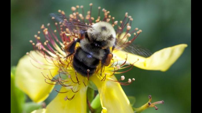 Bombus bimaculatus (Photo by Laura Rericha)