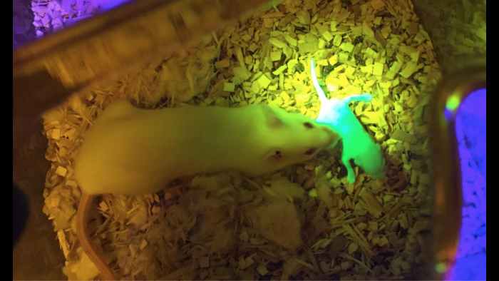 A mouse that was born from the bioprosthetic ovary lays next to its mother mouse. (Credit: Northwestern University)