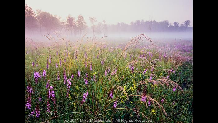 In early September, in the dolomite prairie at Theodore Stone Preserve in Hodgkins, feathery plumes of dew-drenched Indian grass steal the show from rough blazing star and goldenrod. Copyright 2011 Mike MacDonald. All Rights Reserved.