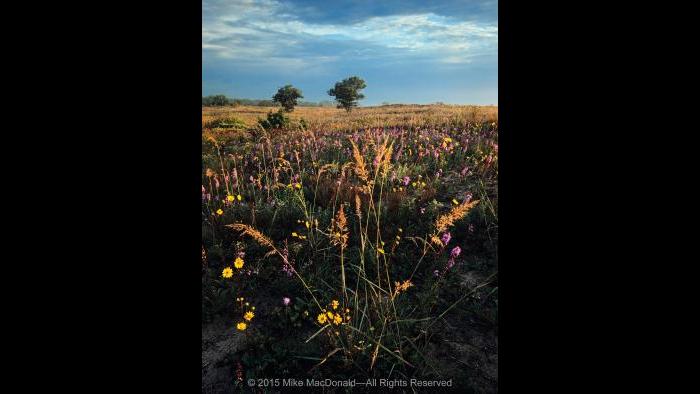 In this September sand prairie along the Lake Michigan shore, morning light kisses the tops of Indian grass, western sunflower, and rough blazing star at Illinois Beach State Park in Zion. Copyright 2015 Mike MacDonald. All Rights Reserved.