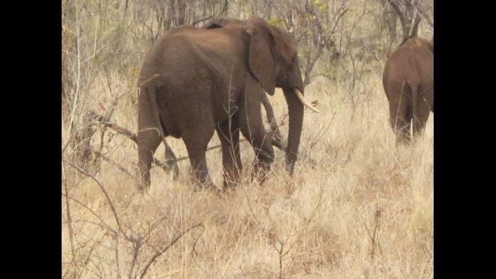 Photo taken during African safari by Terri Colby.