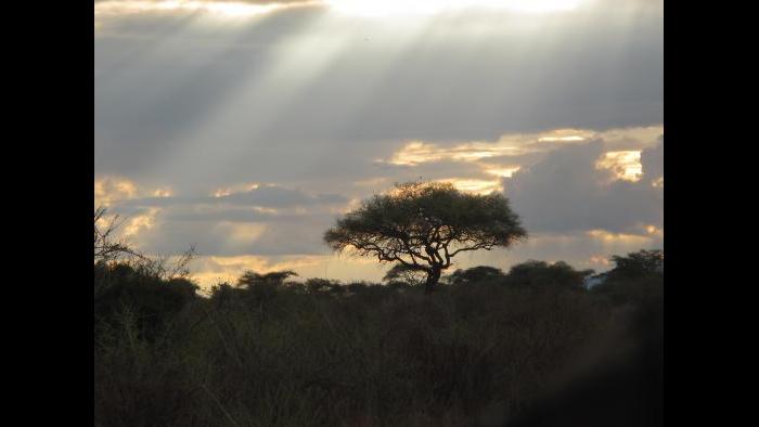 Photo taken during African safari by Terri Colby.