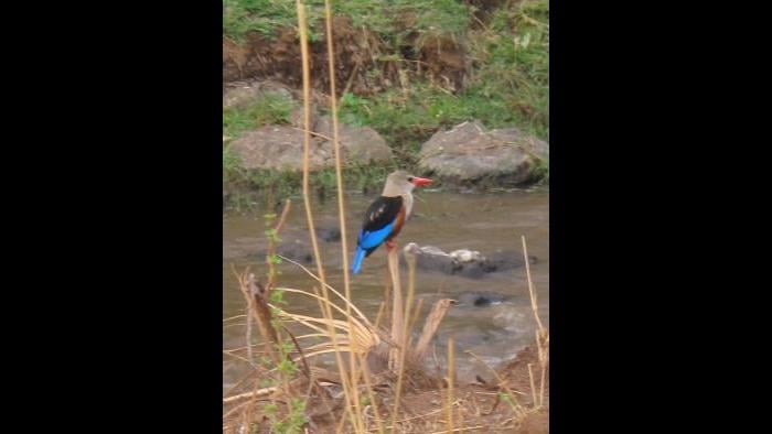 Photo taken during African safari by Terri Colby.