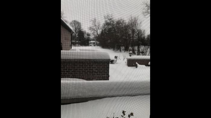 Cold backyard (Submitted by Aimee Pacente)