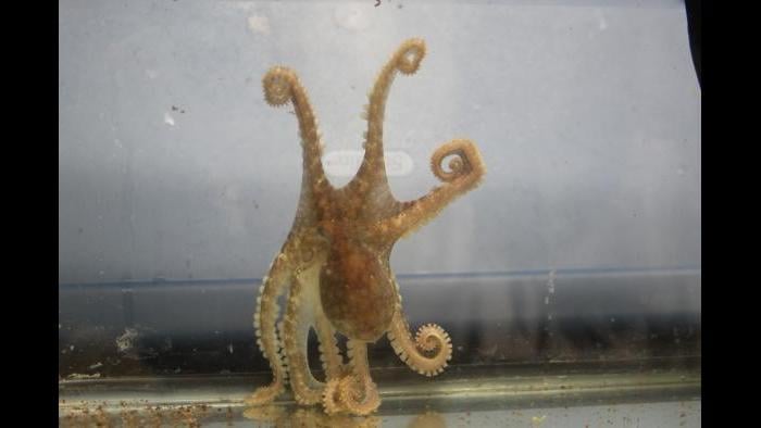 An Octopus bimaculoides clings to the wall of his aquarium using his sucker-lined arms and displays his blue eyespots. (Photo Credit: Caroline Albertin and Abigail Point)