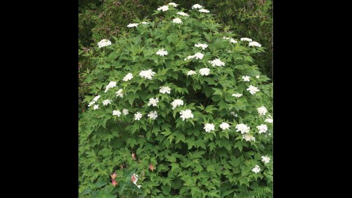 American cranberry viburnum (Credit: Charlotte Adelman and Bernard Schwartz, Ohio University Press)