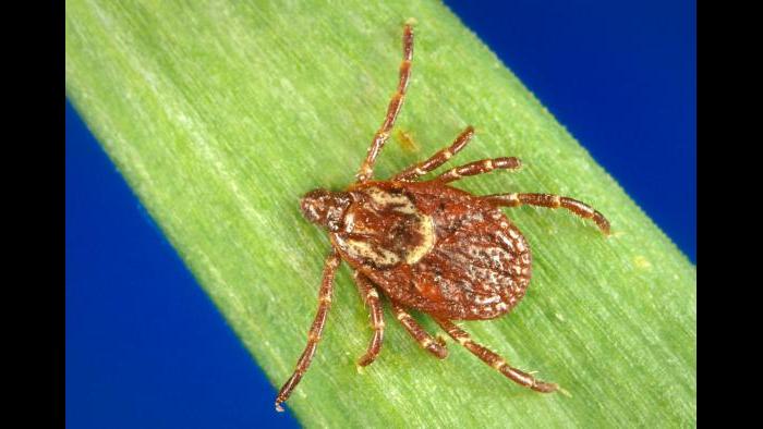 The American dog tick can transmit tularemia and Rocky Mountain spotted fever to humans.  (James Gathany / CDC)