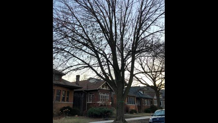 Mature ash trees are worth treating, due to their extensive canopy cover, arborists say. (Patty Wetli / WTTW News)
