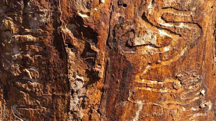 The tunneling pattern of ash borer larvae indicate a tree has been infected. (Patty Wetli / WTTW News)