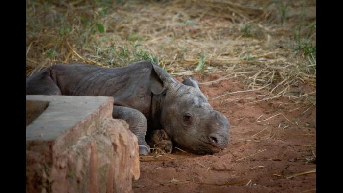 (Courtesy of the International Anti-Poaching Foundation)