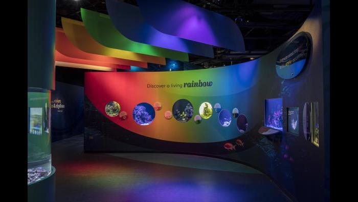 Shedd Aquarium’s New Exhibit is All About Beauty | Chicago News | WTTW