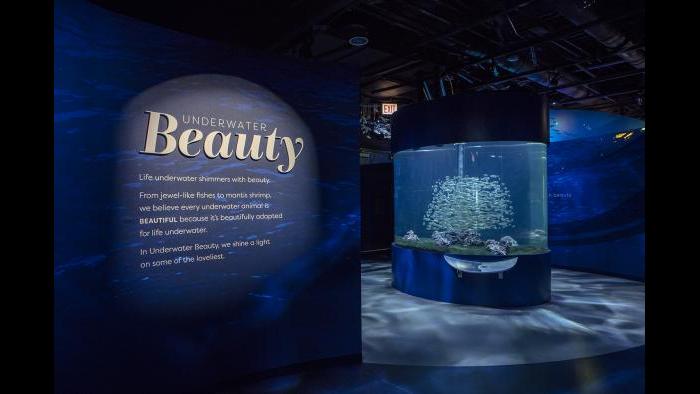 Guests embark on their “Underwater Beauty” journey in this first room. (Courtesy of Shedd Aquarium)